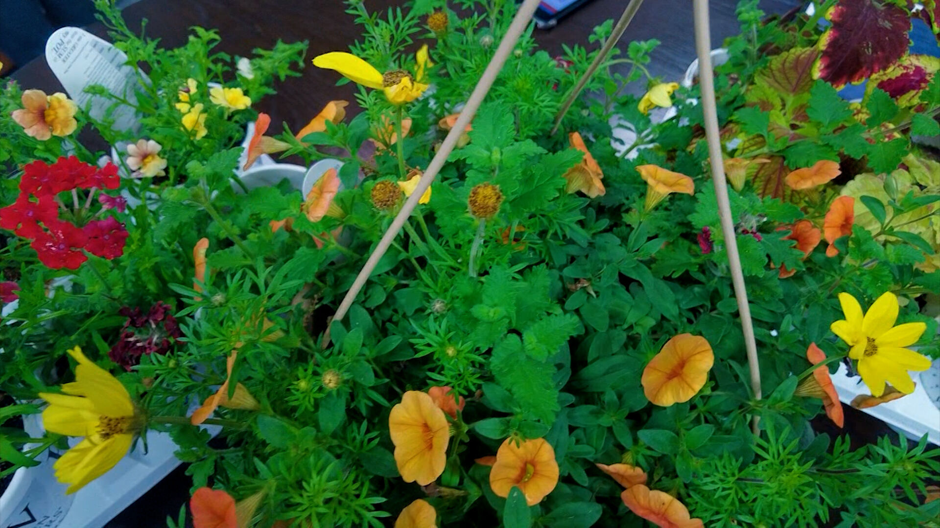 Ginny Rosenkranz Shows Us An Assortment Of Colorful Annuals